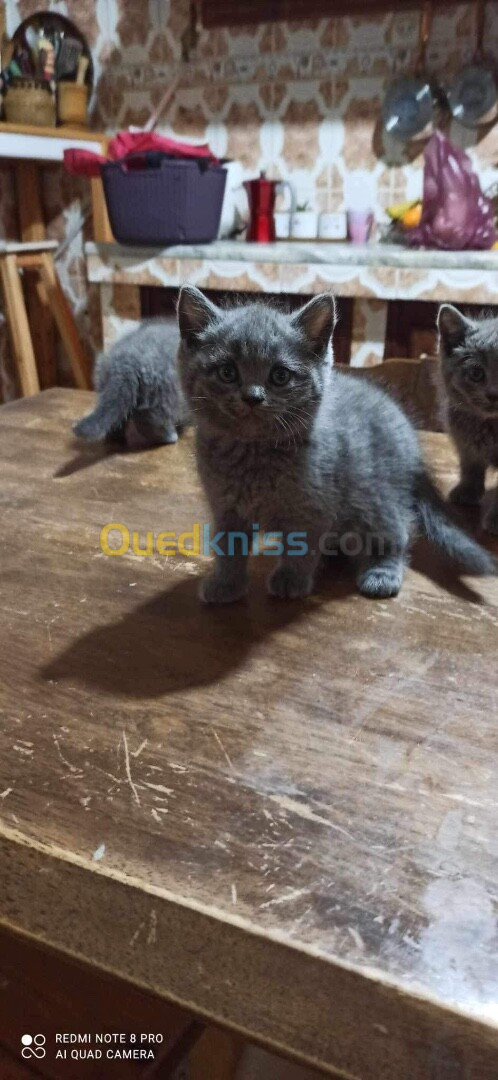 Chatons british short hair et scottish fold