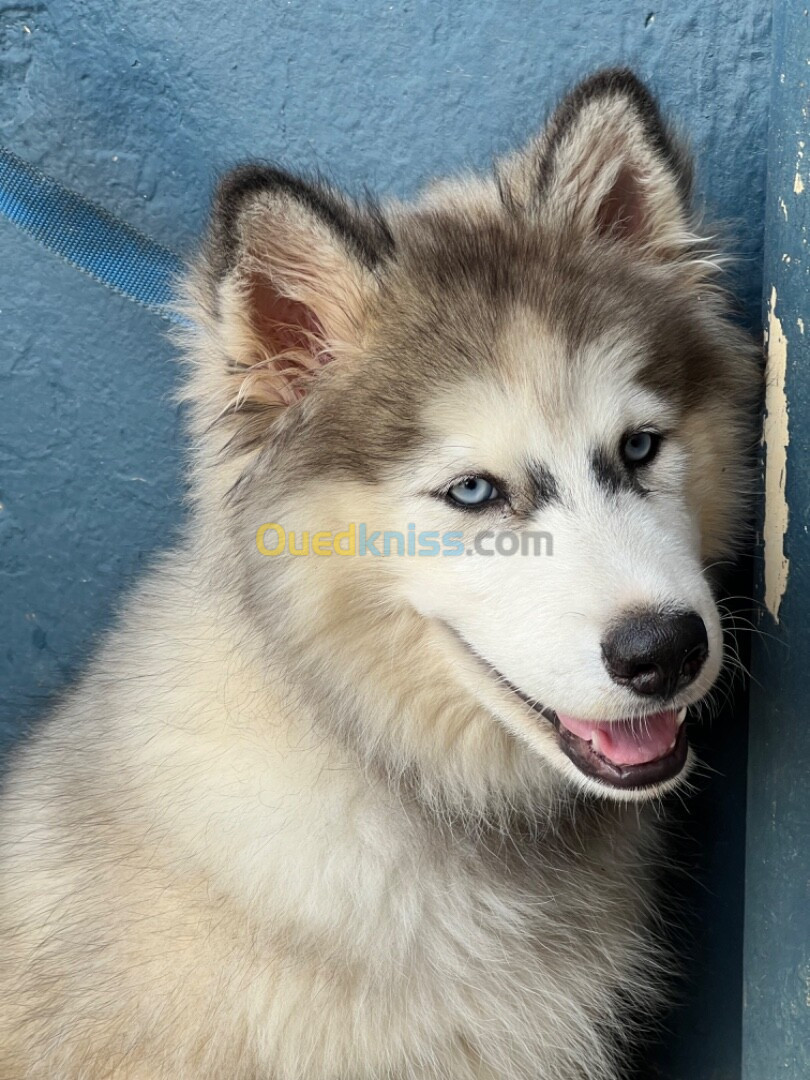 husky malamute