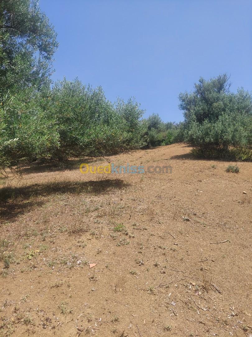 Vente Terrain Agricole Bouira Lakhdaria