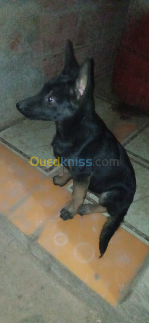 Malinois noire pure sang 