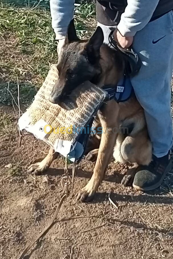 Malinois charbonnier 