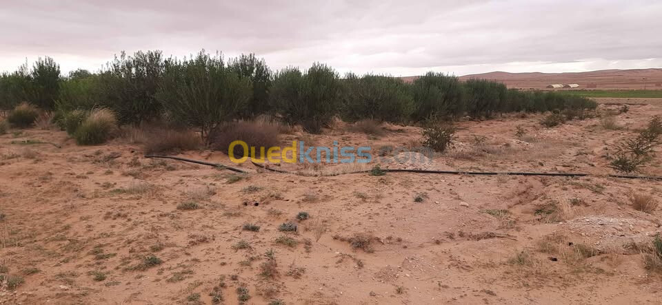 Vente Terrain Agricole Djelfa Hassi bahbah