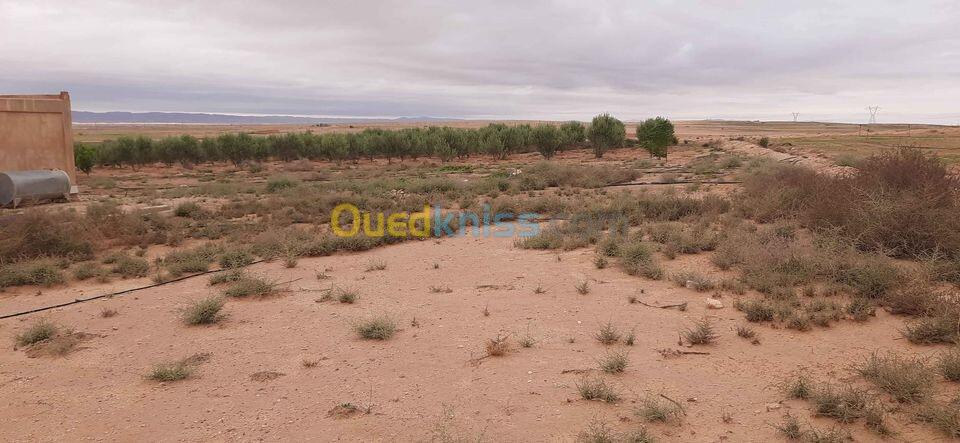 Vente Terrain Agricole Djelfa Hassi bahbah