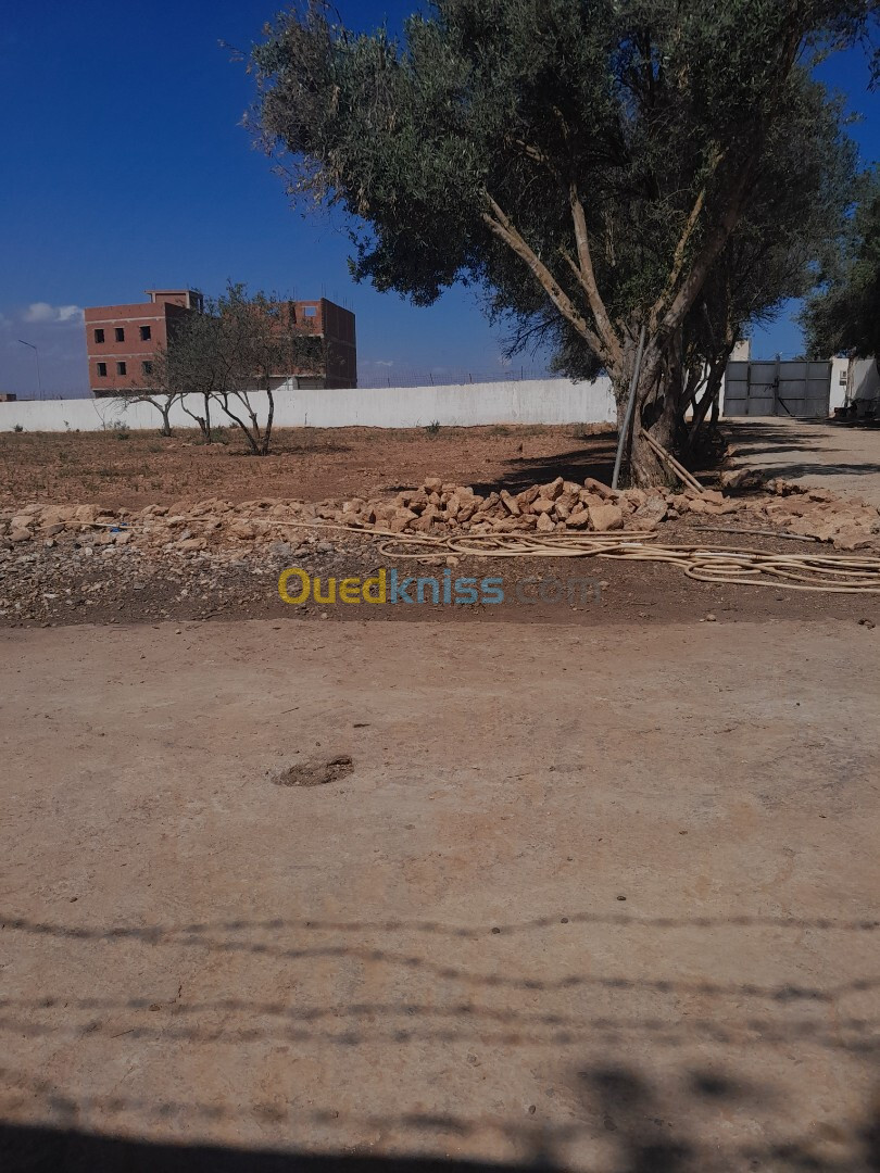 Vente Terrain Tlemcen Marsa ben mhidi