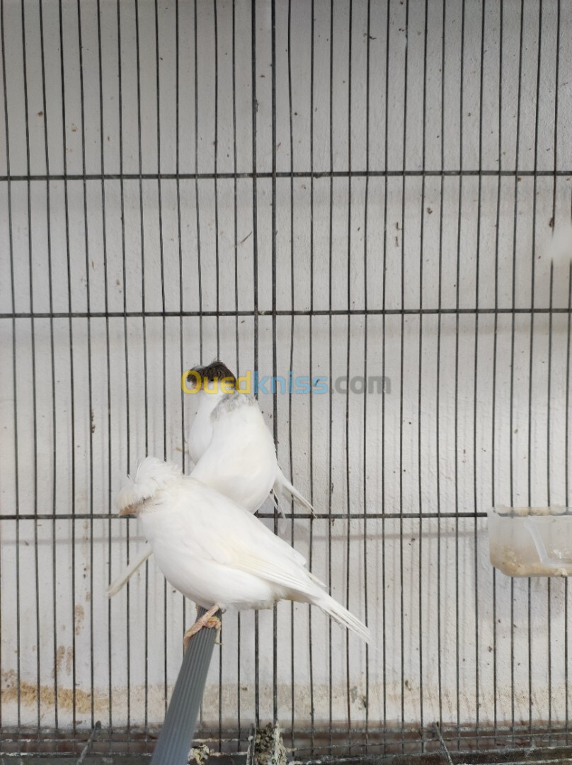 Canari albinos et gloster