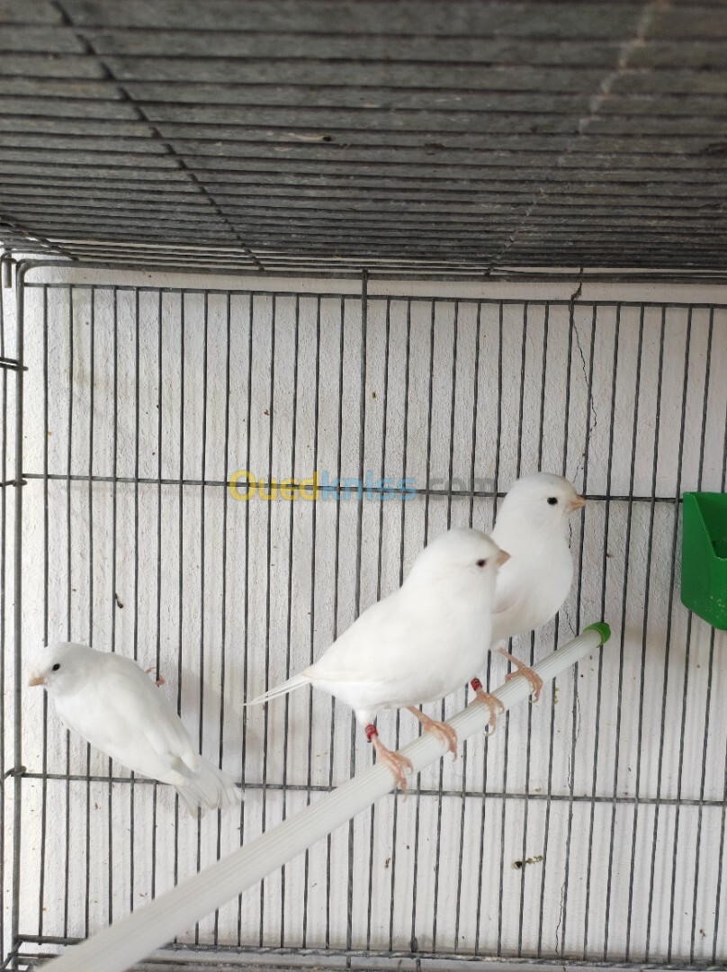 Canari albinos et gloster