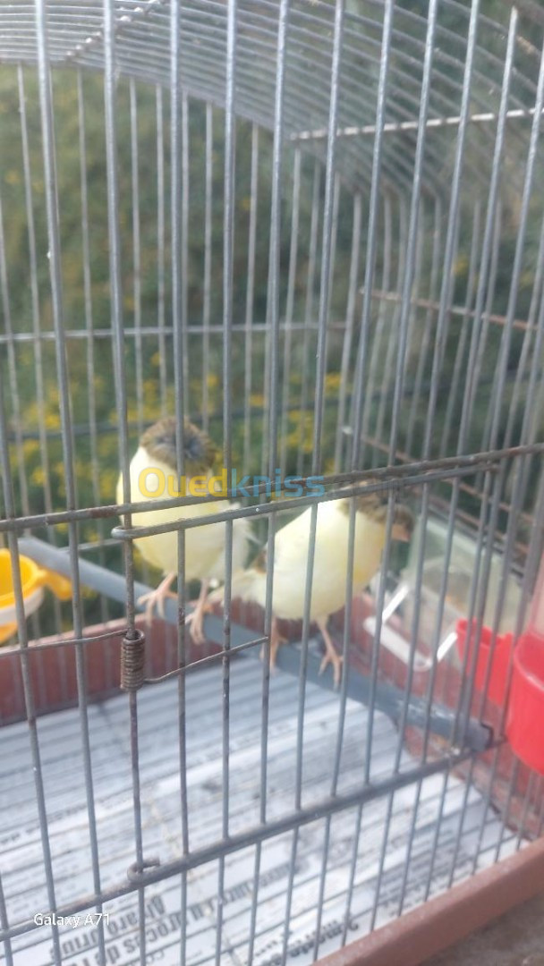 Couple canari gloster 