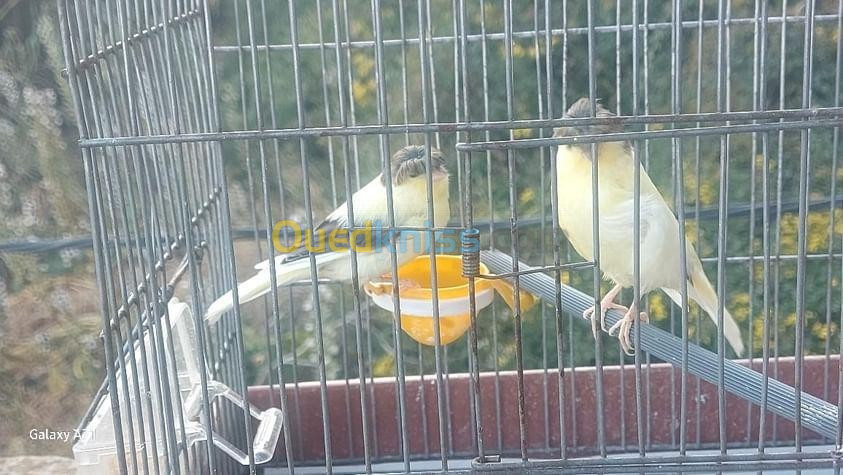 Couple canari gloster 