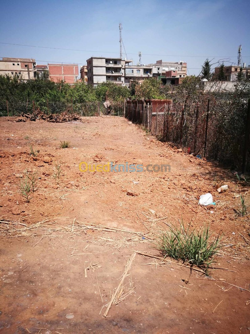 Location Terrain Alger Birkhadem