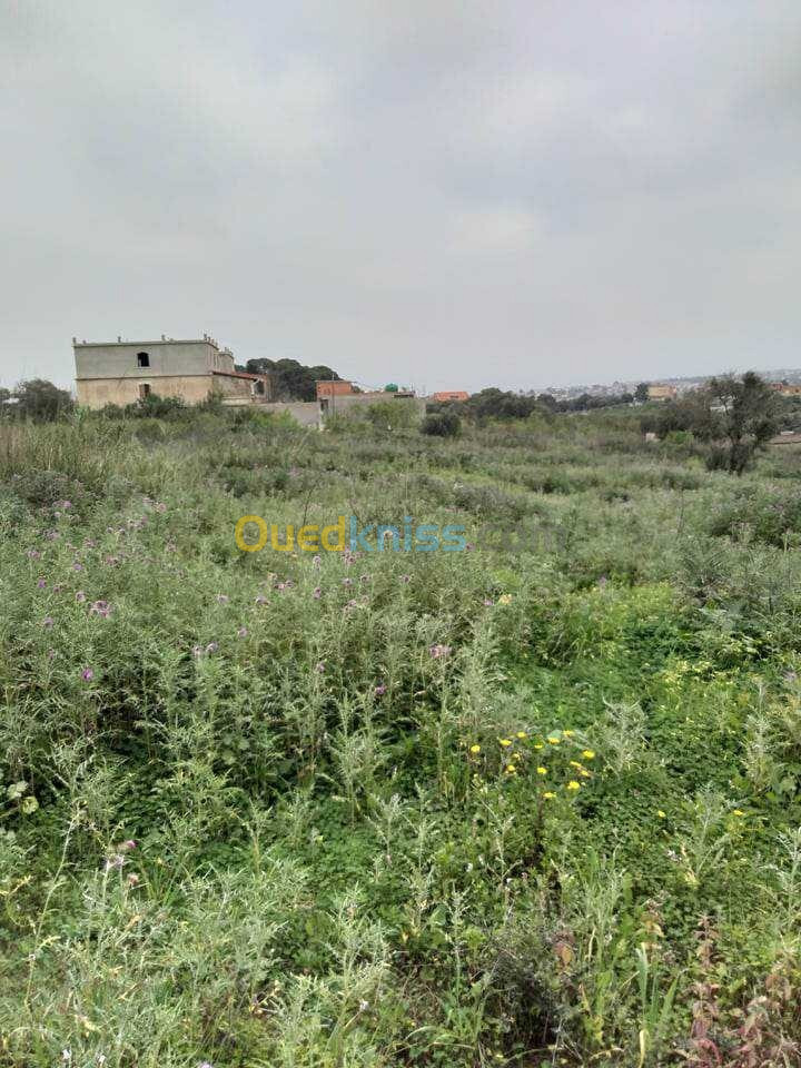 Location Terrain Alger Saoula