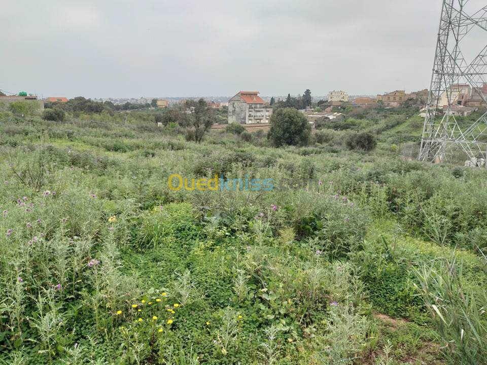 Location Terrain Alger Saoula