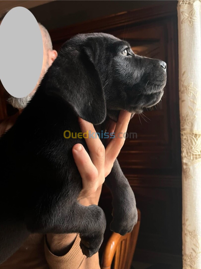 chiots cane corso