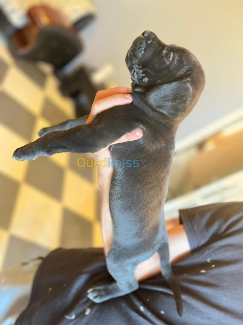 Deux chiots cane corso