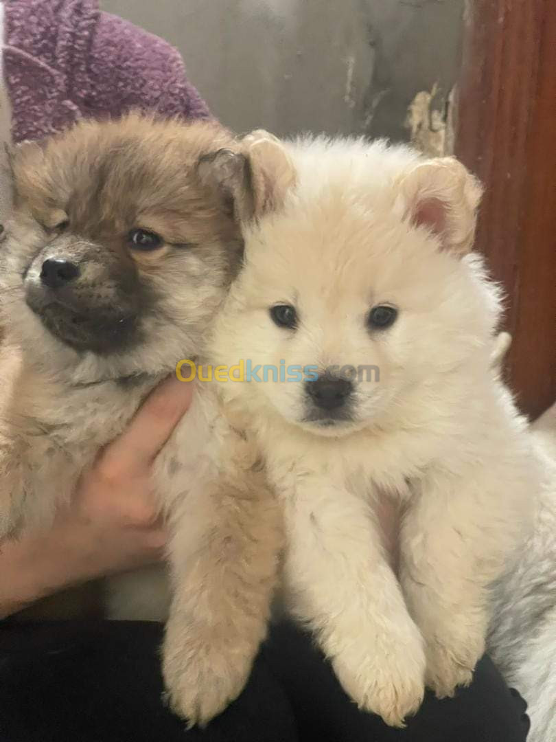 Chowsky (croisement chowchow et husky sibérien)