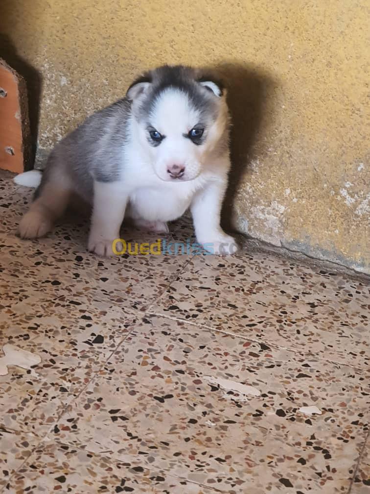 Chiot husky 