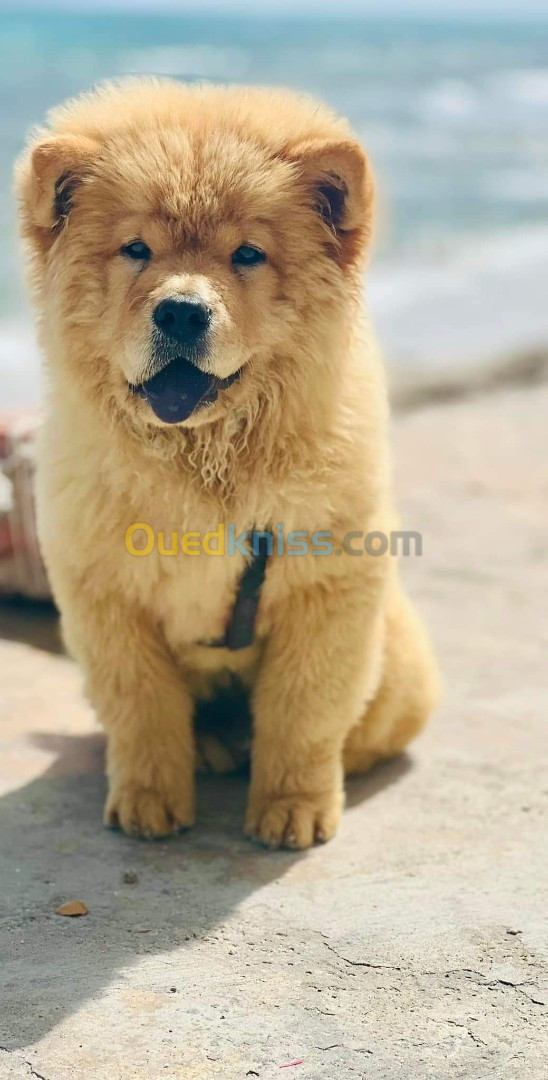 Chiot chow chow