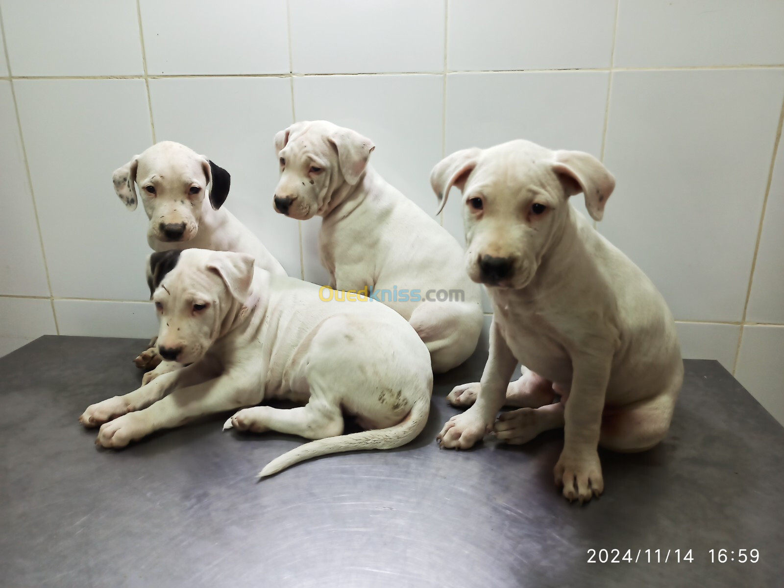 Vente de chiots dogue argentin 