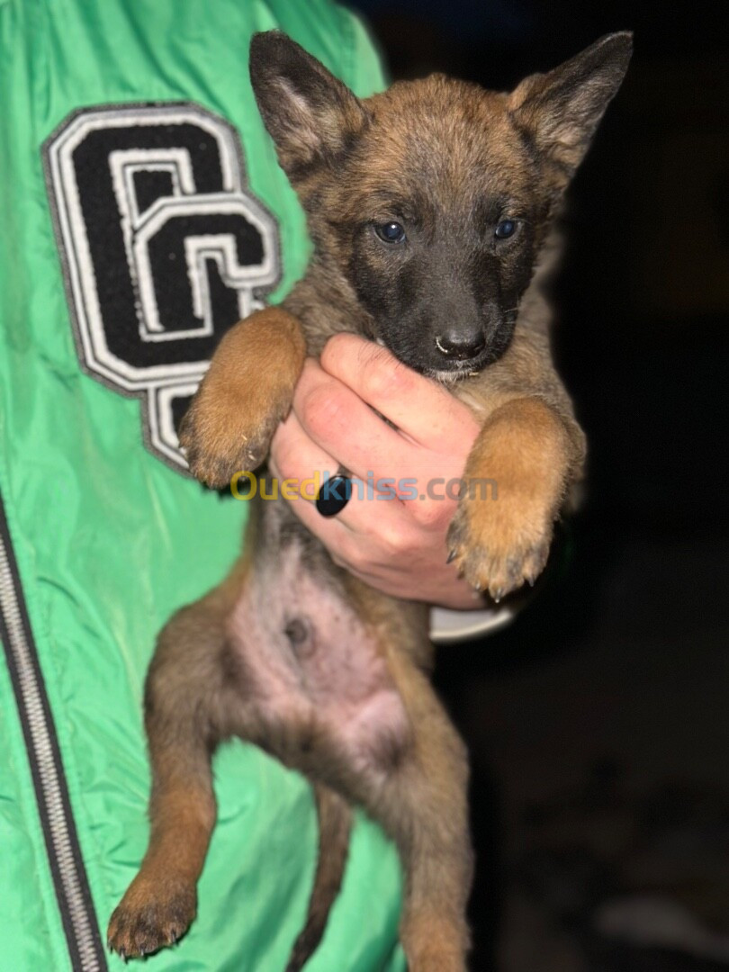 Chiots Malinois (43 jours) pure race 