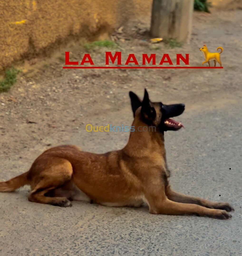 Chiots Malinois (43 jours) pure race 