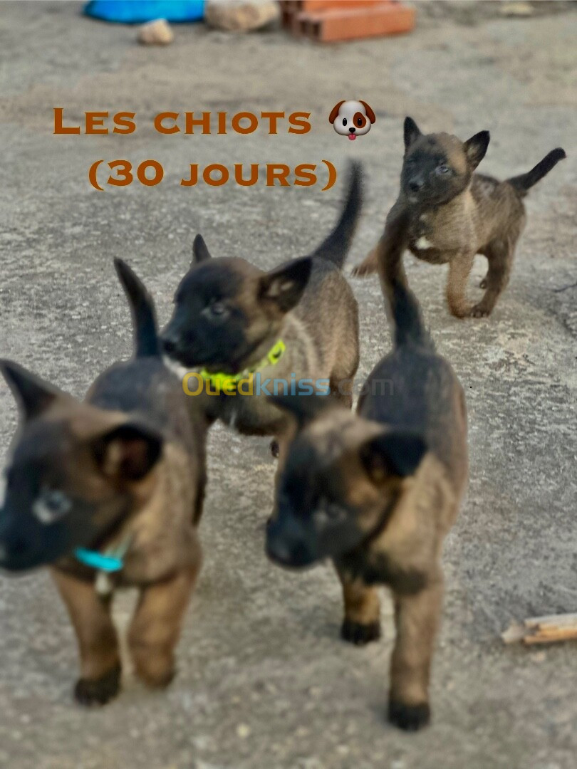 Chiots Malinois (43 jours) pure race 