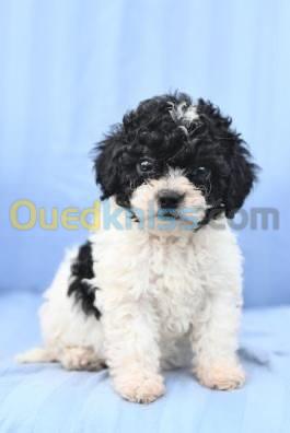 Caniche bichon maltais 