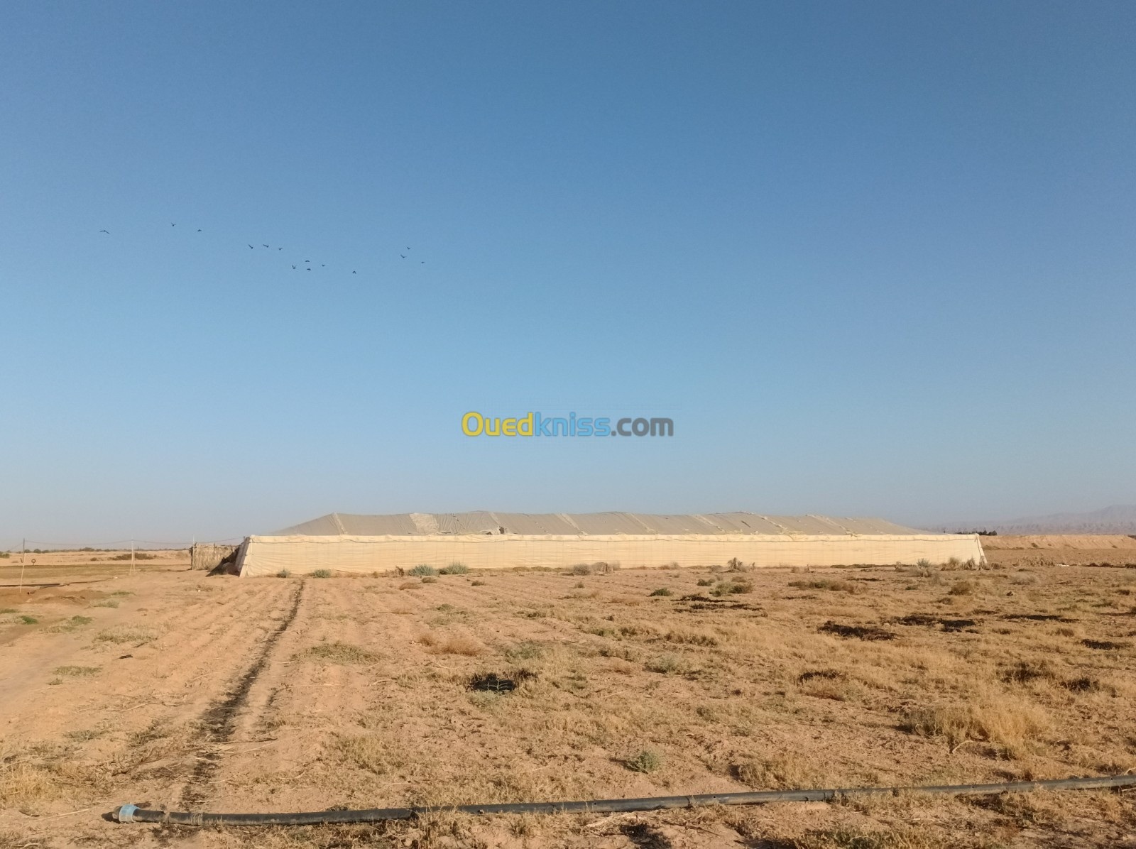 Vente Terrain Agricole Biskra Sidi okba