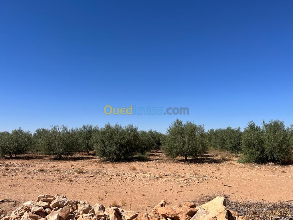 Vente Terrain Djelfa Hassi fedoul