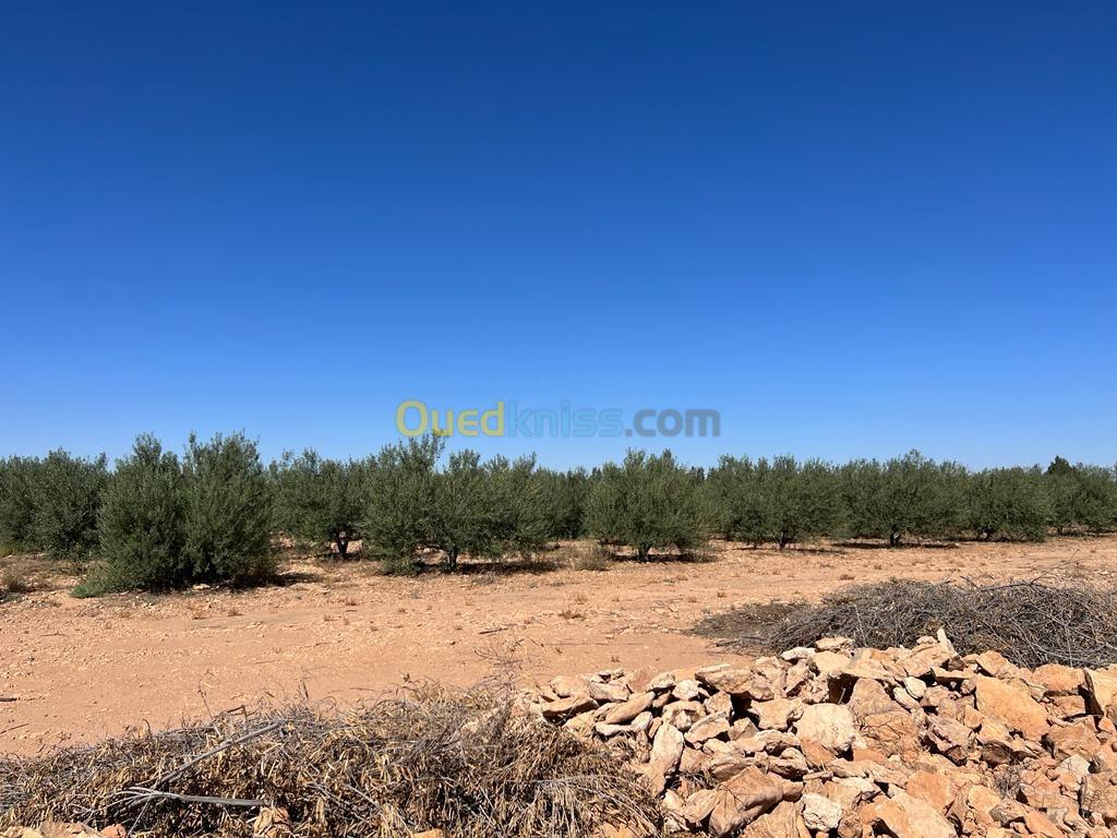 Vente Terrain Djelfa Hassi fedoul