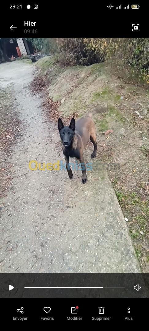 Chienne berger malinois 