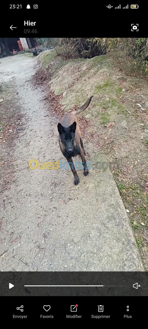 Chienne berger malinois 