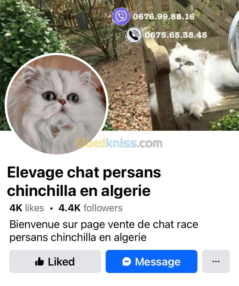 Chat persan chinchilla