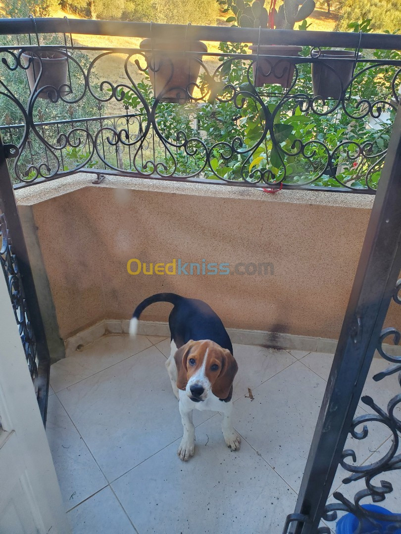 Chiot femelle Beagle