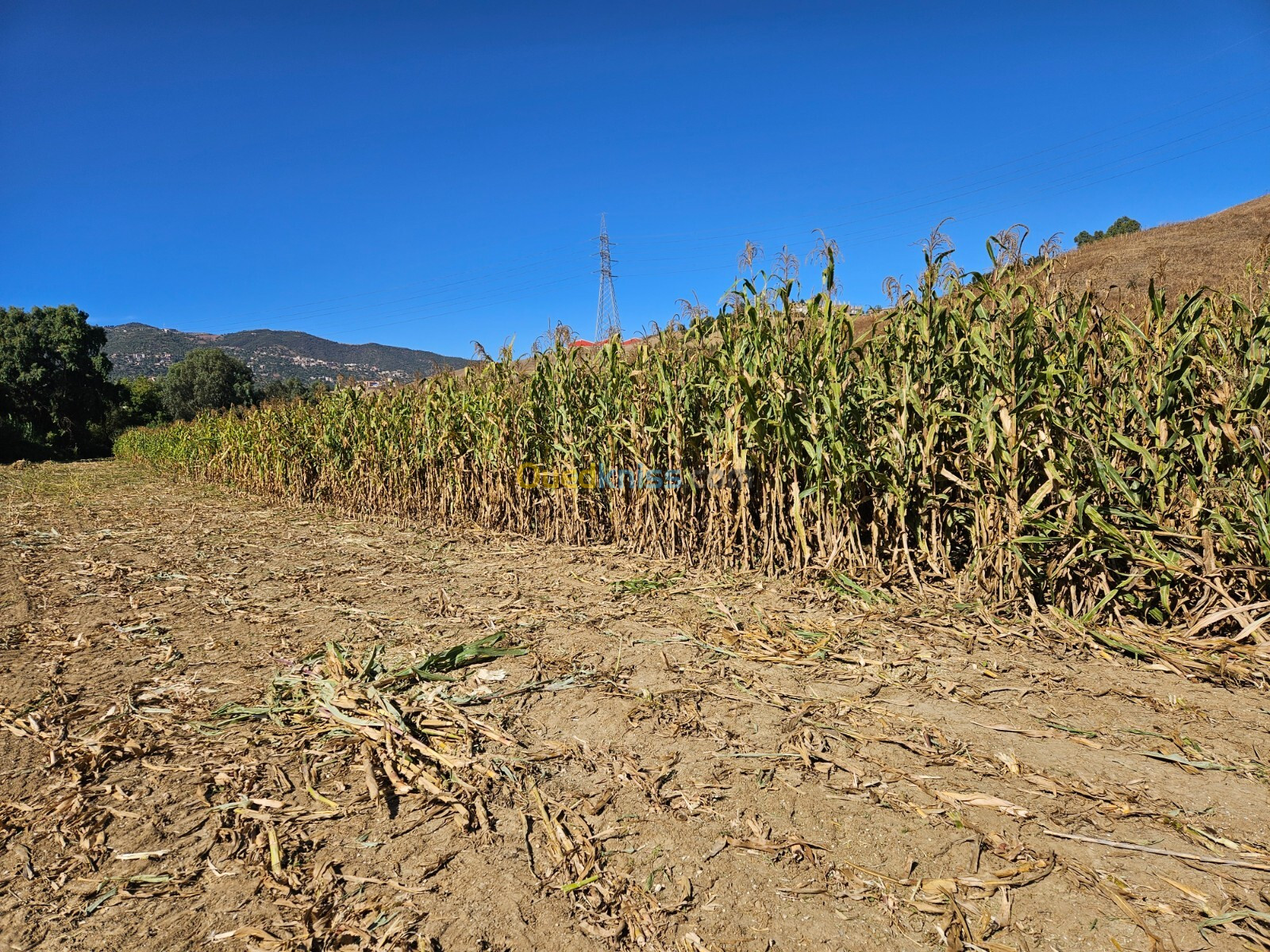 Ensilage Maïs 