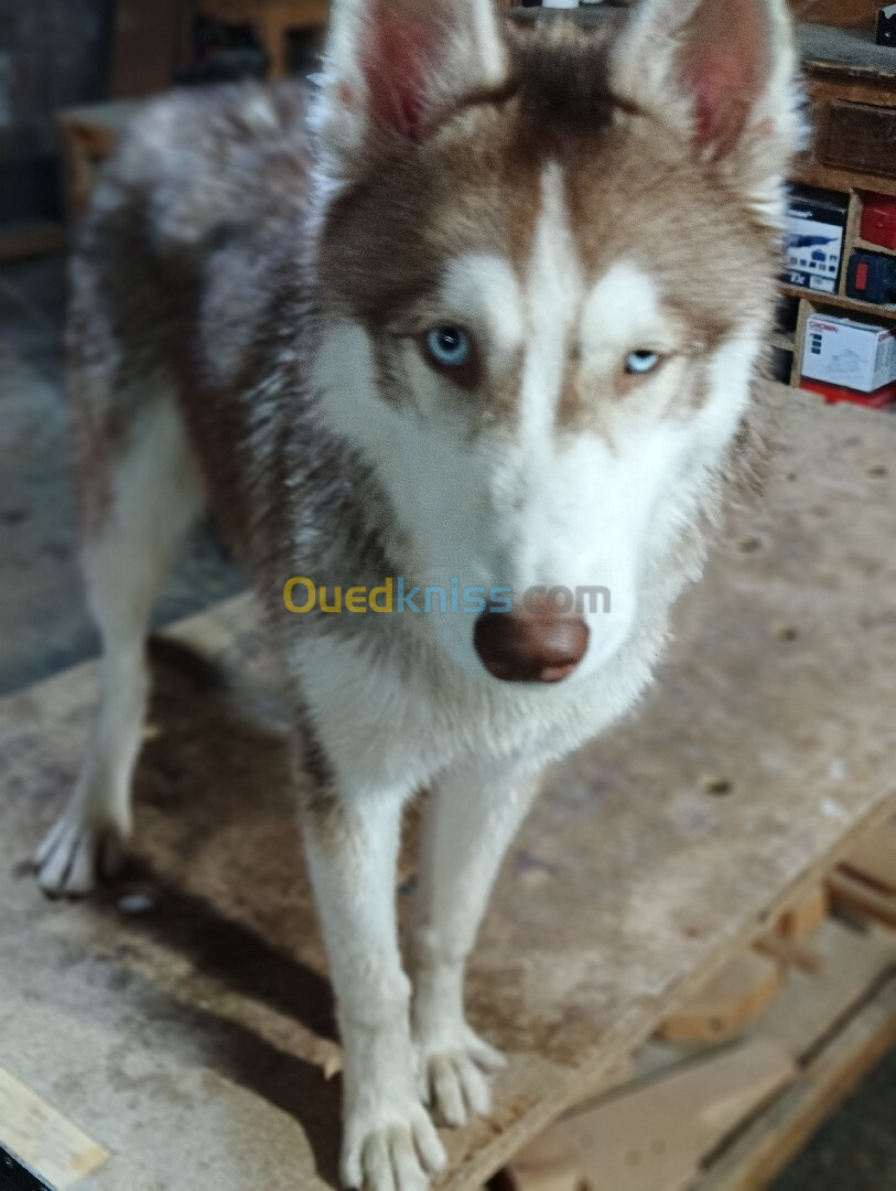 Husky sibérien âge de 6 mois 