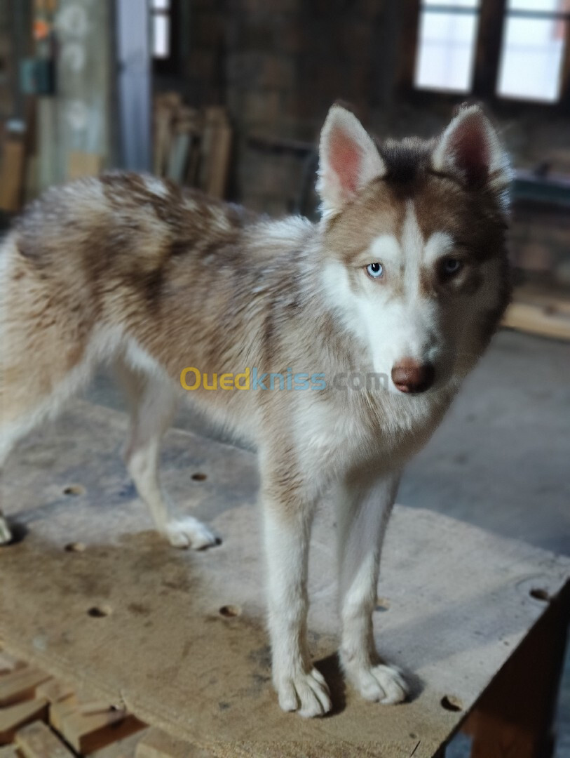 Husky sibérien âge de 6 mois 