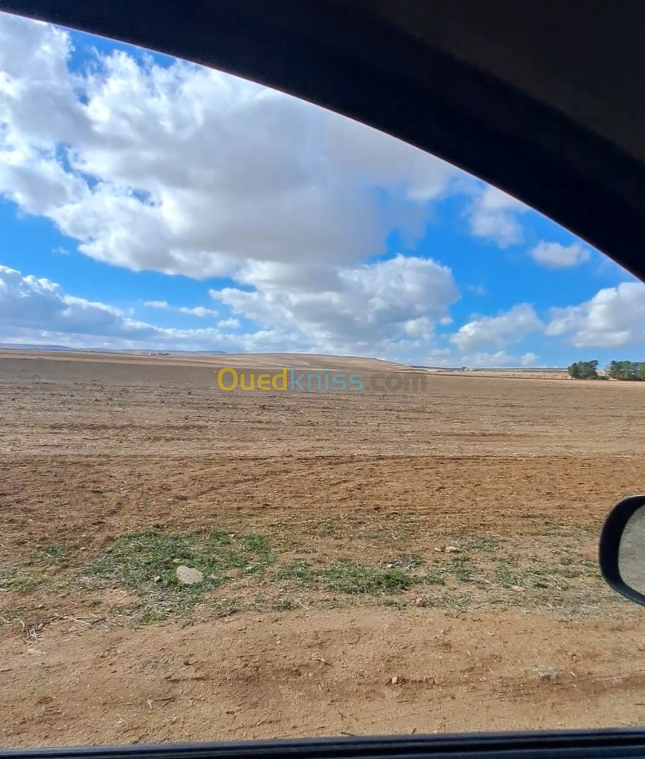 Vente Terrain Agricole Sidi Bel Abbès Sidi bel abbes