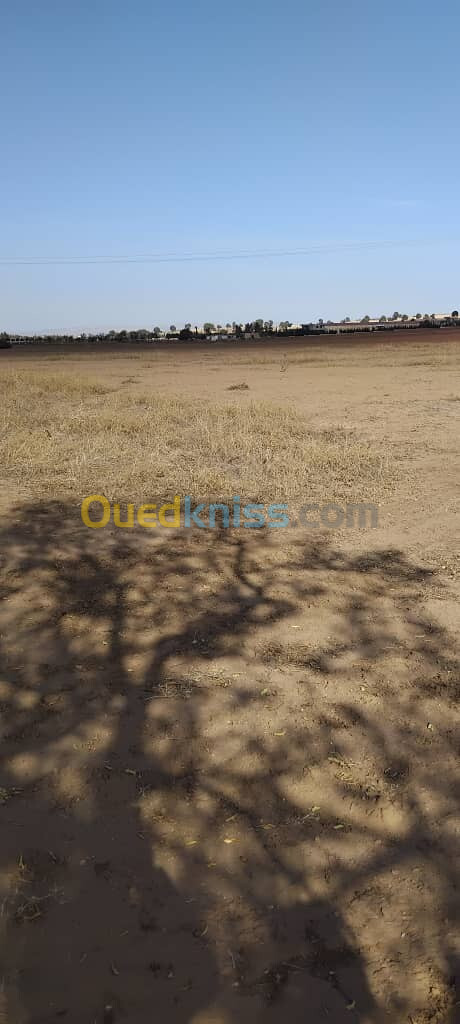 Vente Terrain Agricole Sidi Bel Abbès Sidi bel abbes