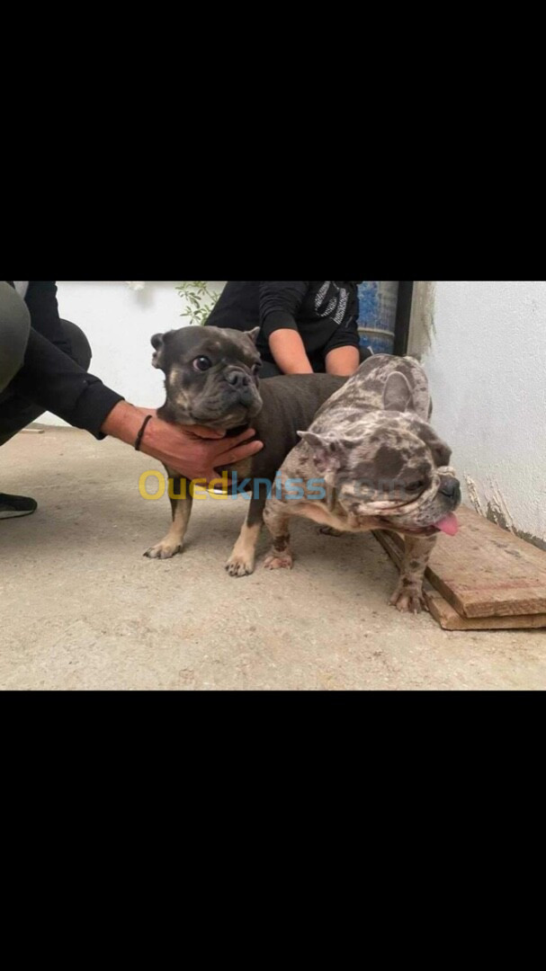 Male bulldog français bleu merle 