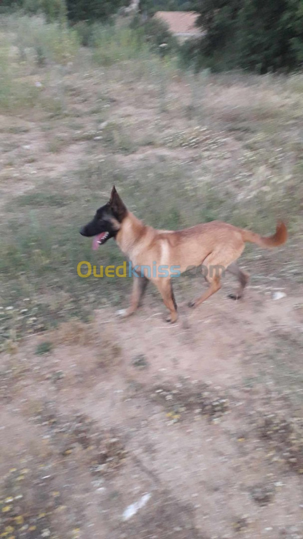 Chien malinois 