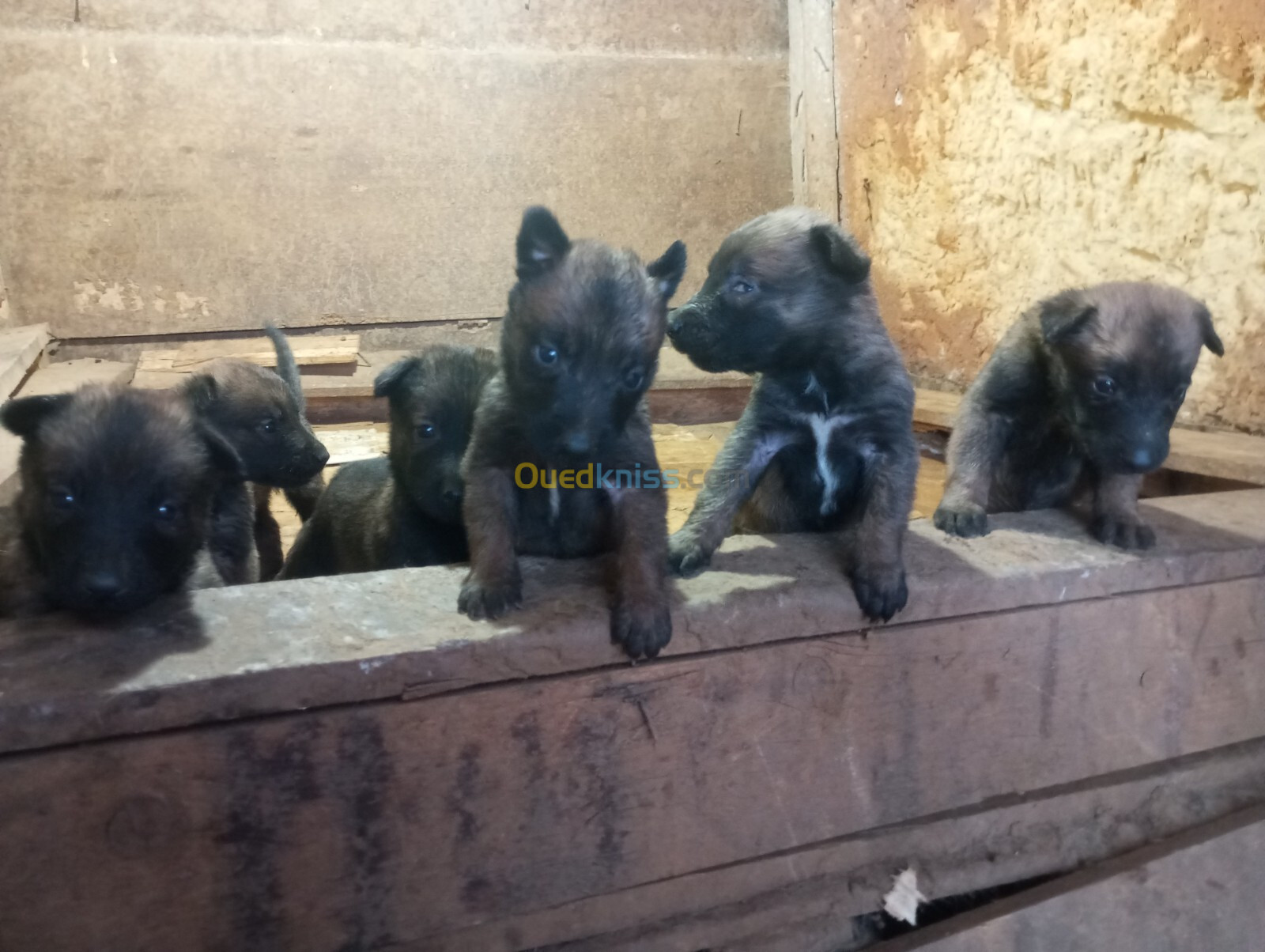 Chiot malinois femelle 