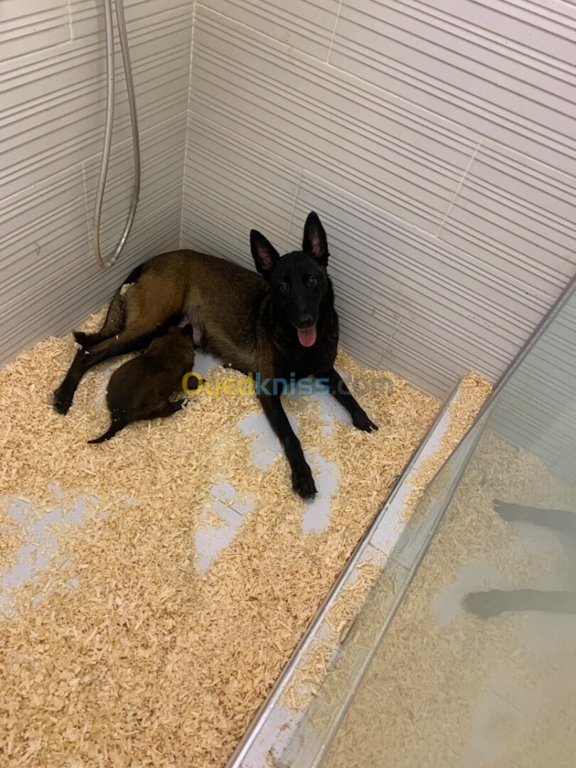 Malinois charbonnier 