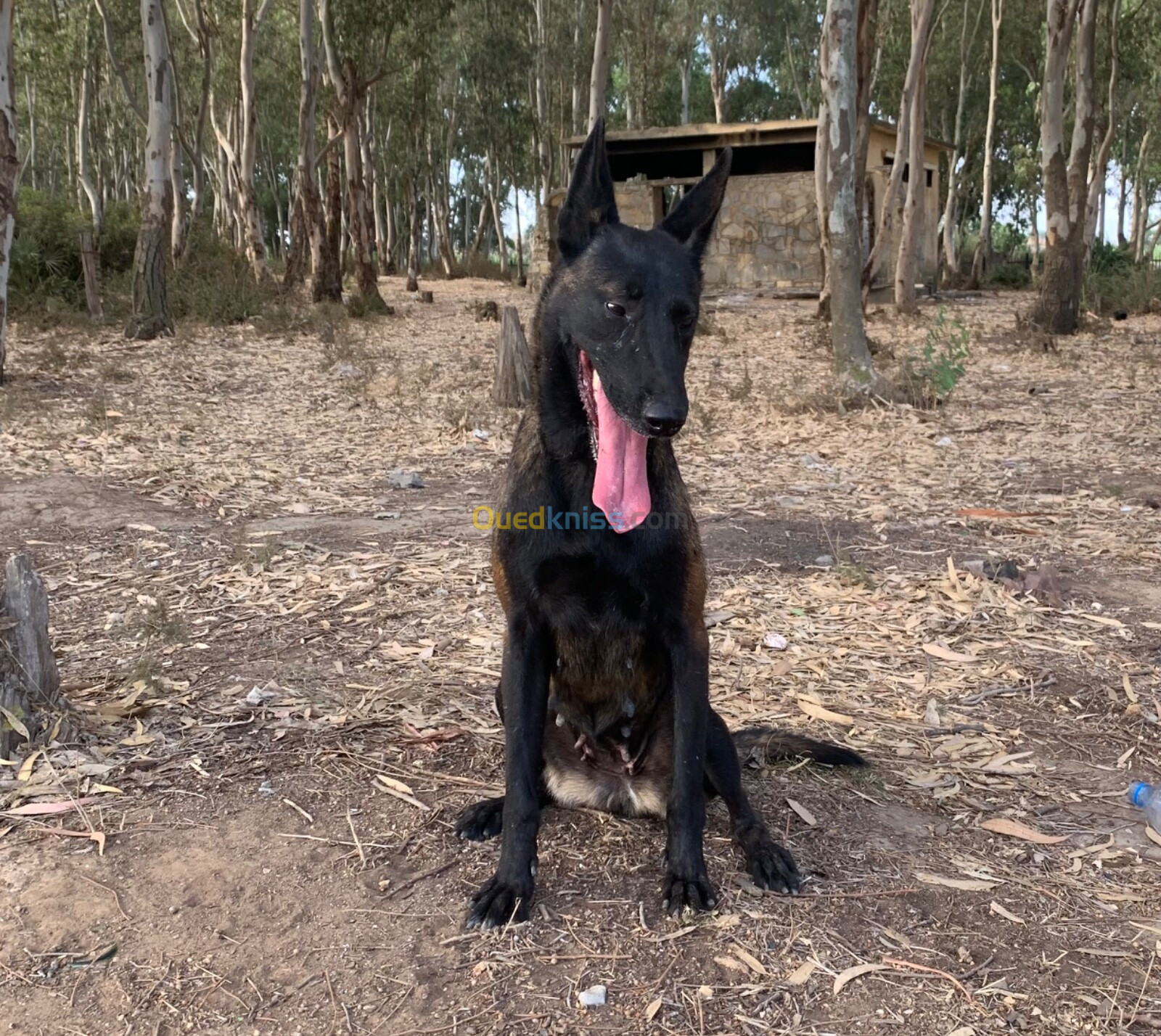 Malinois charbonnier 