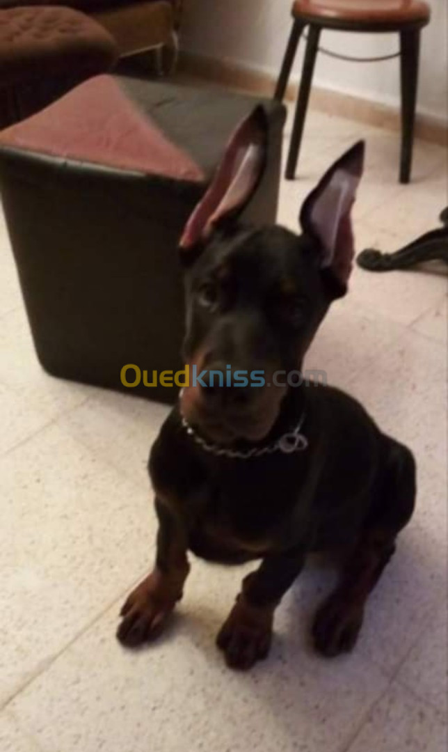 Chiots Dobermans High Quality 