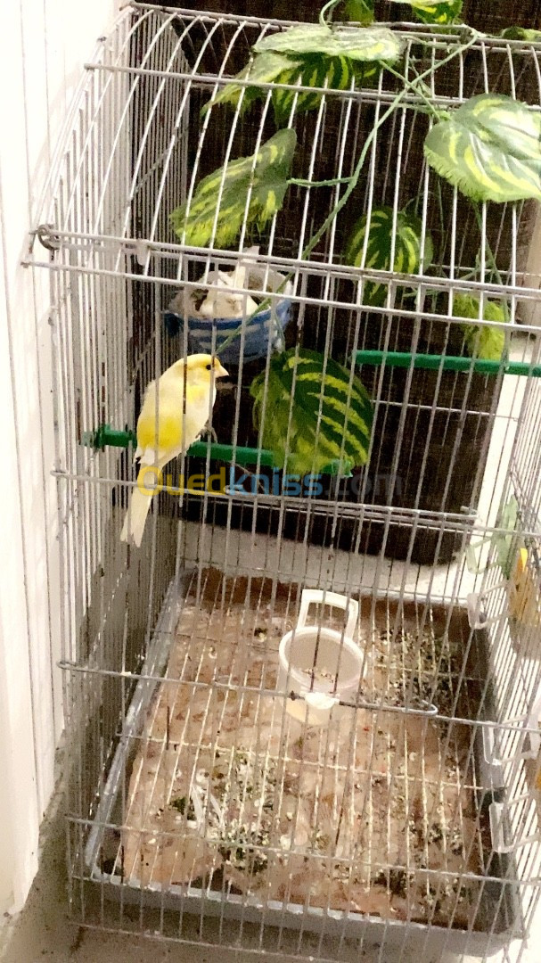 Couple canari jasp double dilution 