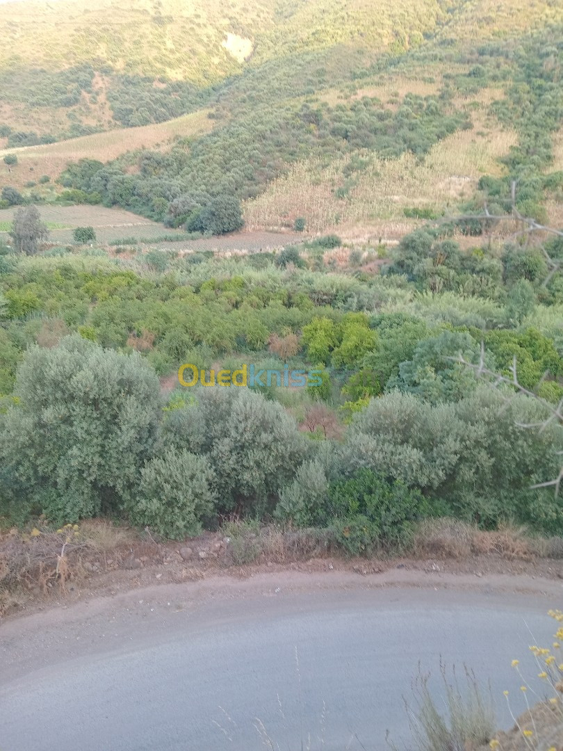 Vente Terrain Agricole Bouira Lakhdaria