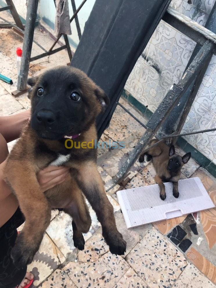 les chiot malinois charbonner