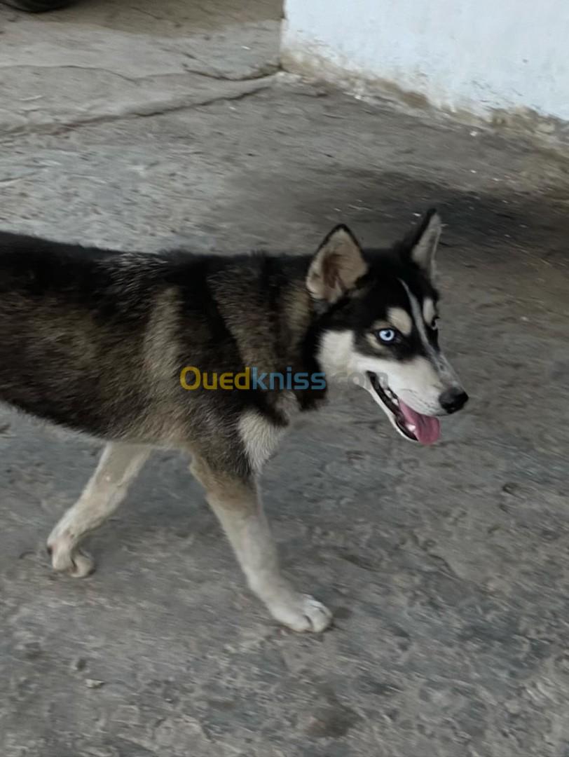 Husky sibérien