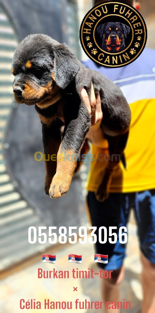 Chiots 55 jours Rottweiler Serbie 