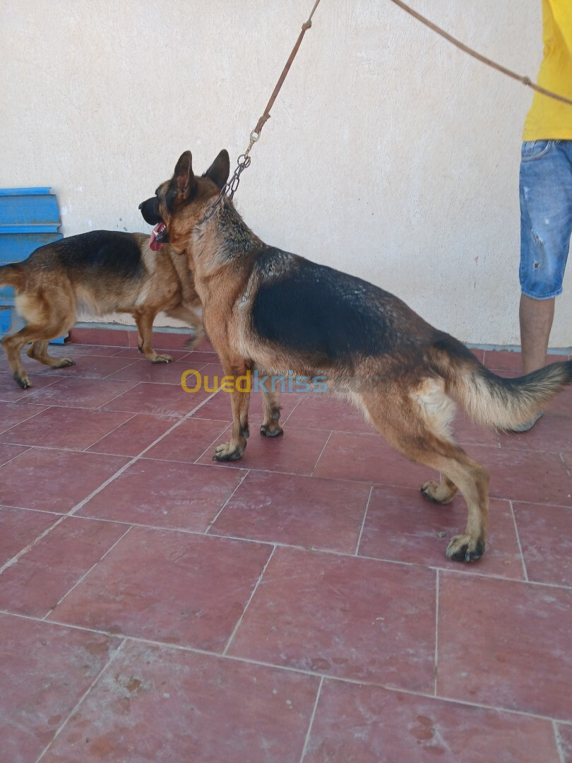 2 femelle berger allemand pedigree 