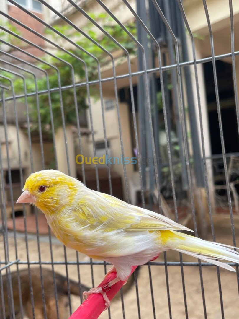 Canaris satiné yeux rouge